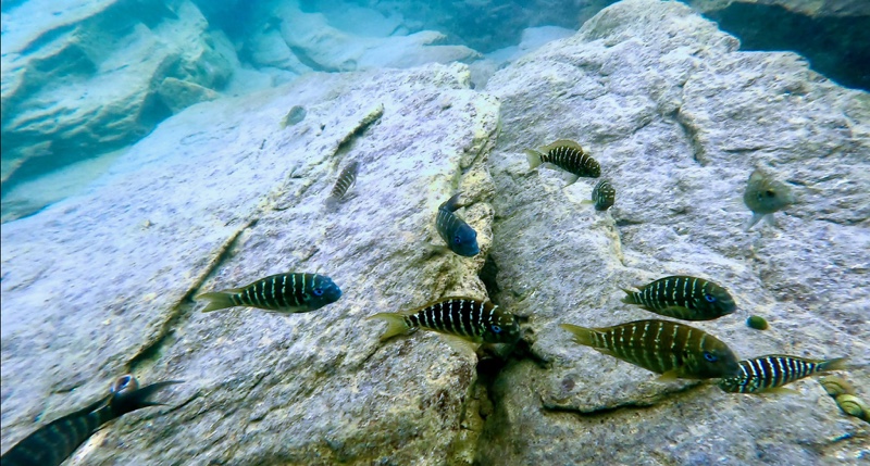 Tropheus polli 'Mabilibili Bay'